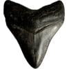 Megalodon Tooth, Georgia 2 1/3″ Prehistoric Online