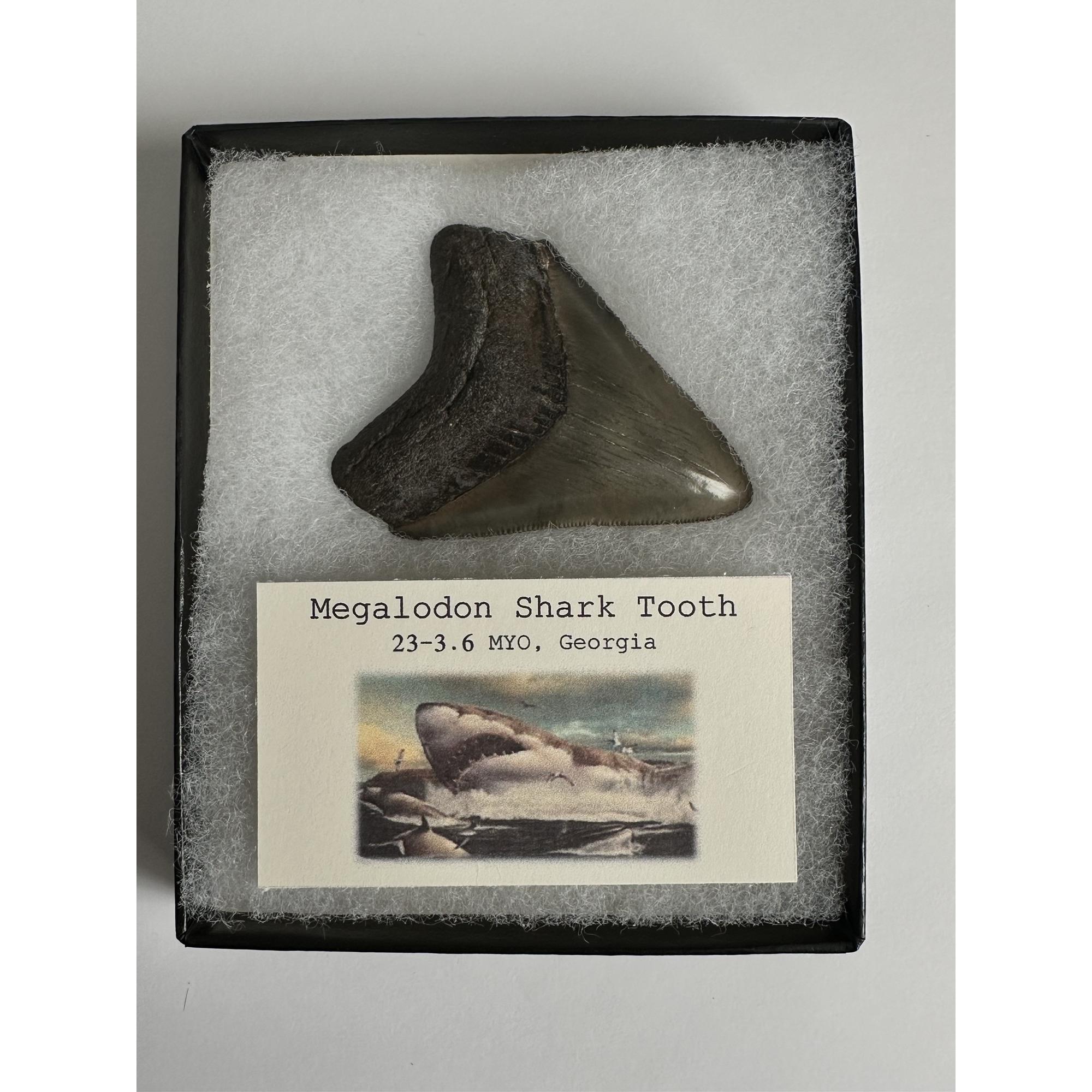 Megalodon Tooth, Georgia 3″  incredible Prehistoric Online