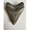 Megalodon Tooth, Georgia 3″  incredible Prehistoric Online