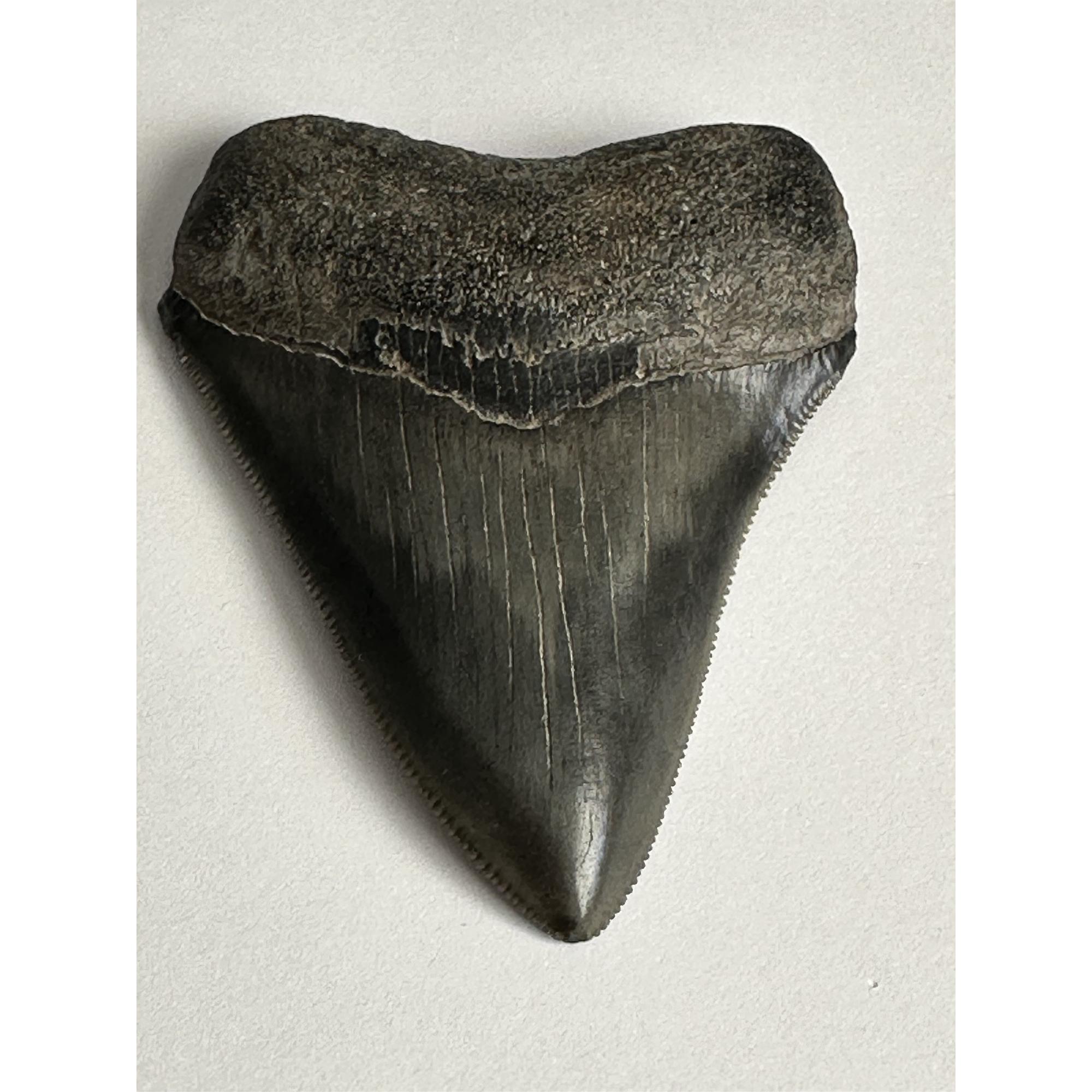 Megalodon Tooth, Georgia 3 1/8″ AAA Prehistoric Online
