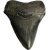 Megalodon Tooth, Georgia 3 1/8″ AAA Prehistoric Online
