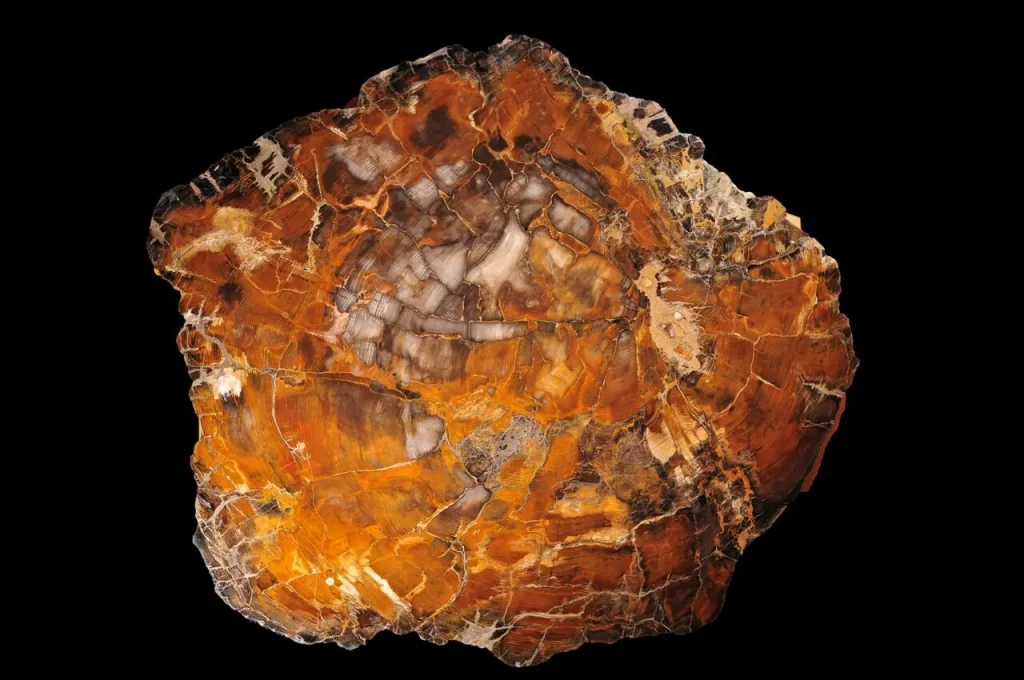 This is a picture of a caramel-colored petrified wood slab and has been professionally cut and polished.