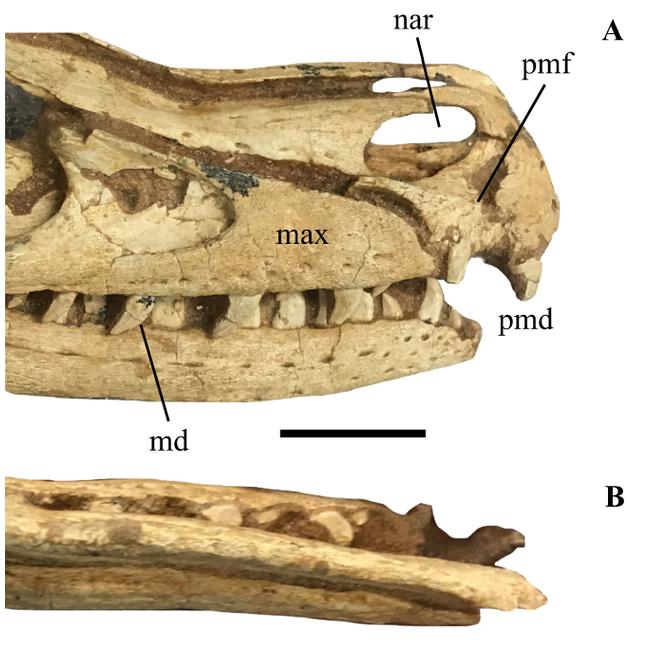 Raptor Tail Vertebrae, Gorgeous detail Prehistoric Online