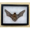 Pygmy Bamboo Bat in Riker box Prehistoric Online