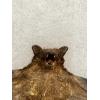 Pygmy Bamboo Bat in Riker box Prehistoric Online
