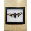 Turquoise Cicada in Riker box Prehistoric Online