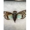Turquoise Cicada in Riker box Prehistoric Online