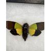 Trengganua Sibylia Cicada in Riker box Prehistoric Online