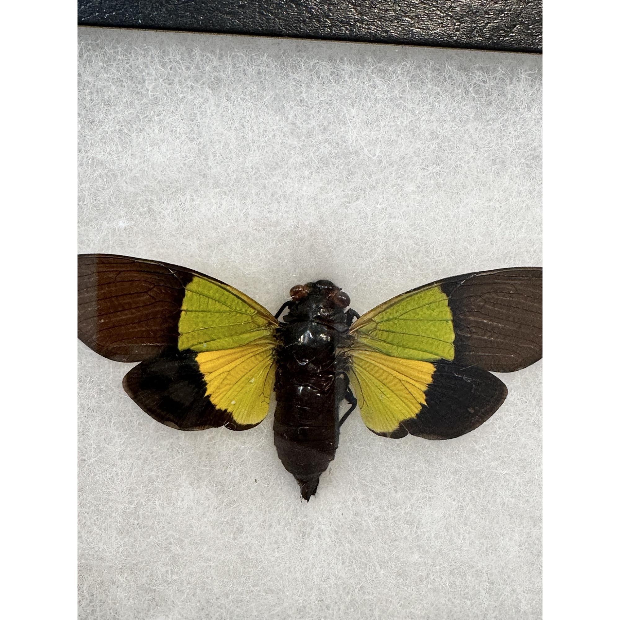 Trengganua Sibylia Cicada in Riker box Prehistoric Online