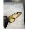 Grey Ghost Cicada in Riker box Prehistoric Online
