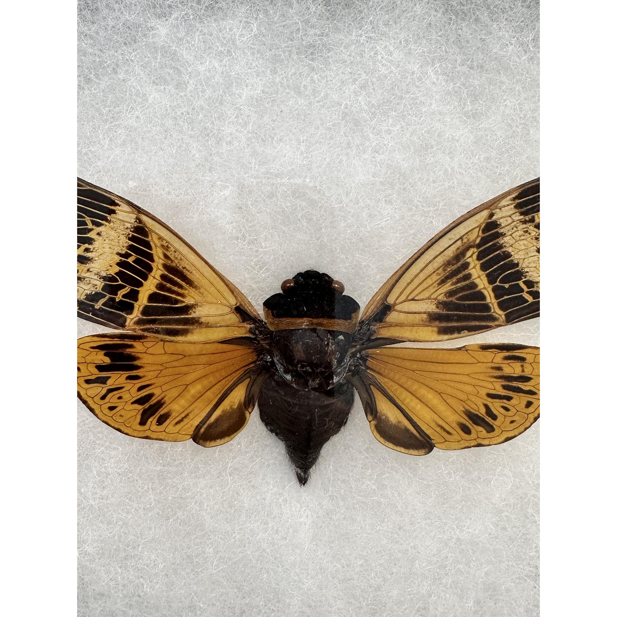Cicada,Angamina Floridula in Riker box Prehistoric Online