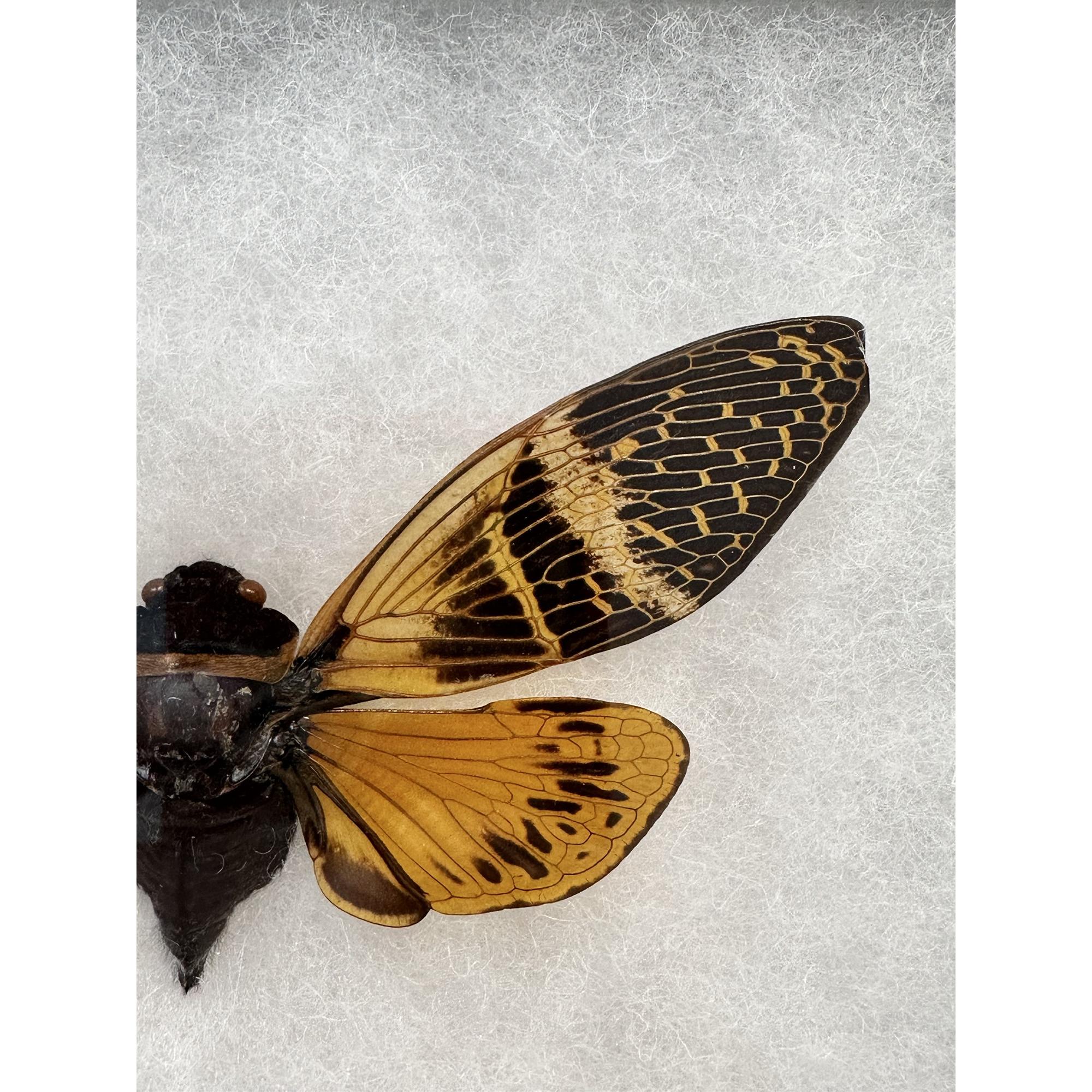 Cicada,Angamina Floridula in Riker box Prehistoric Online