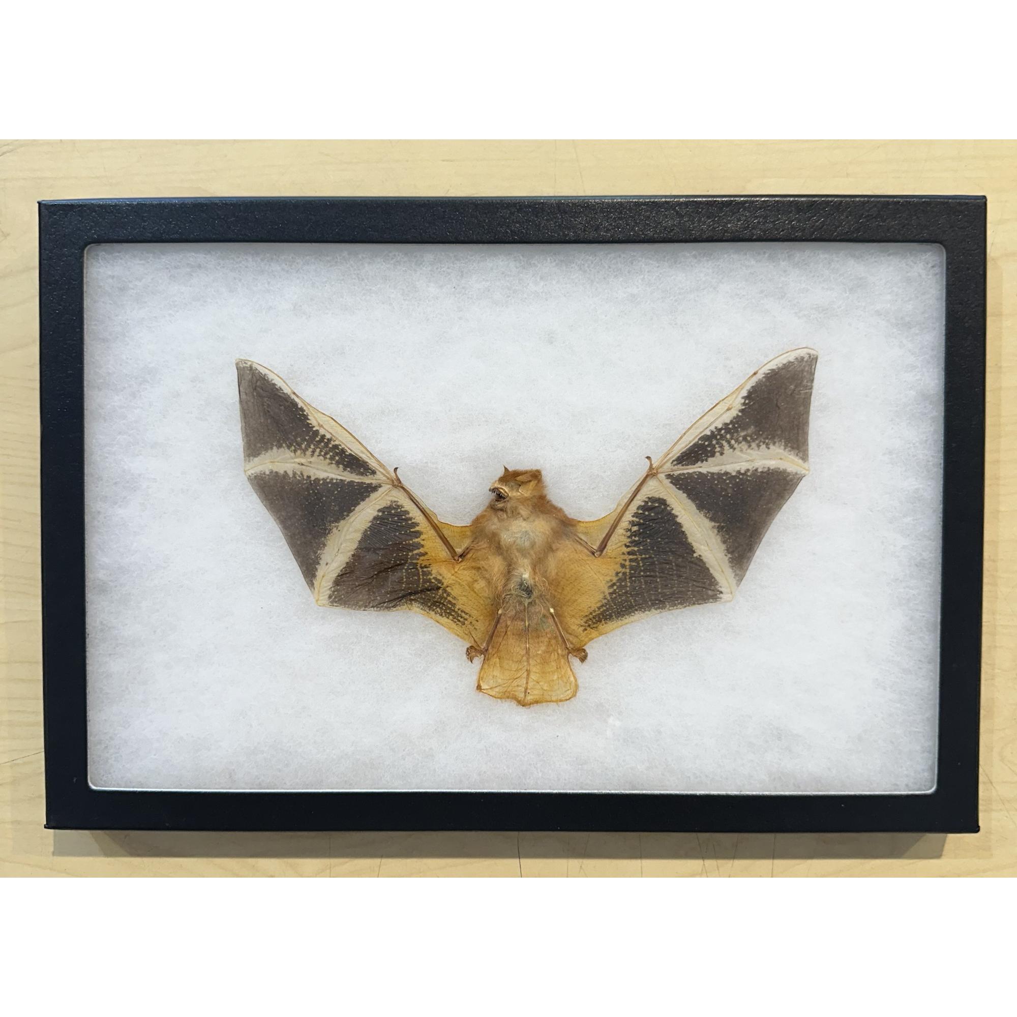 Fire Bat in Riker box Prehistoric Online