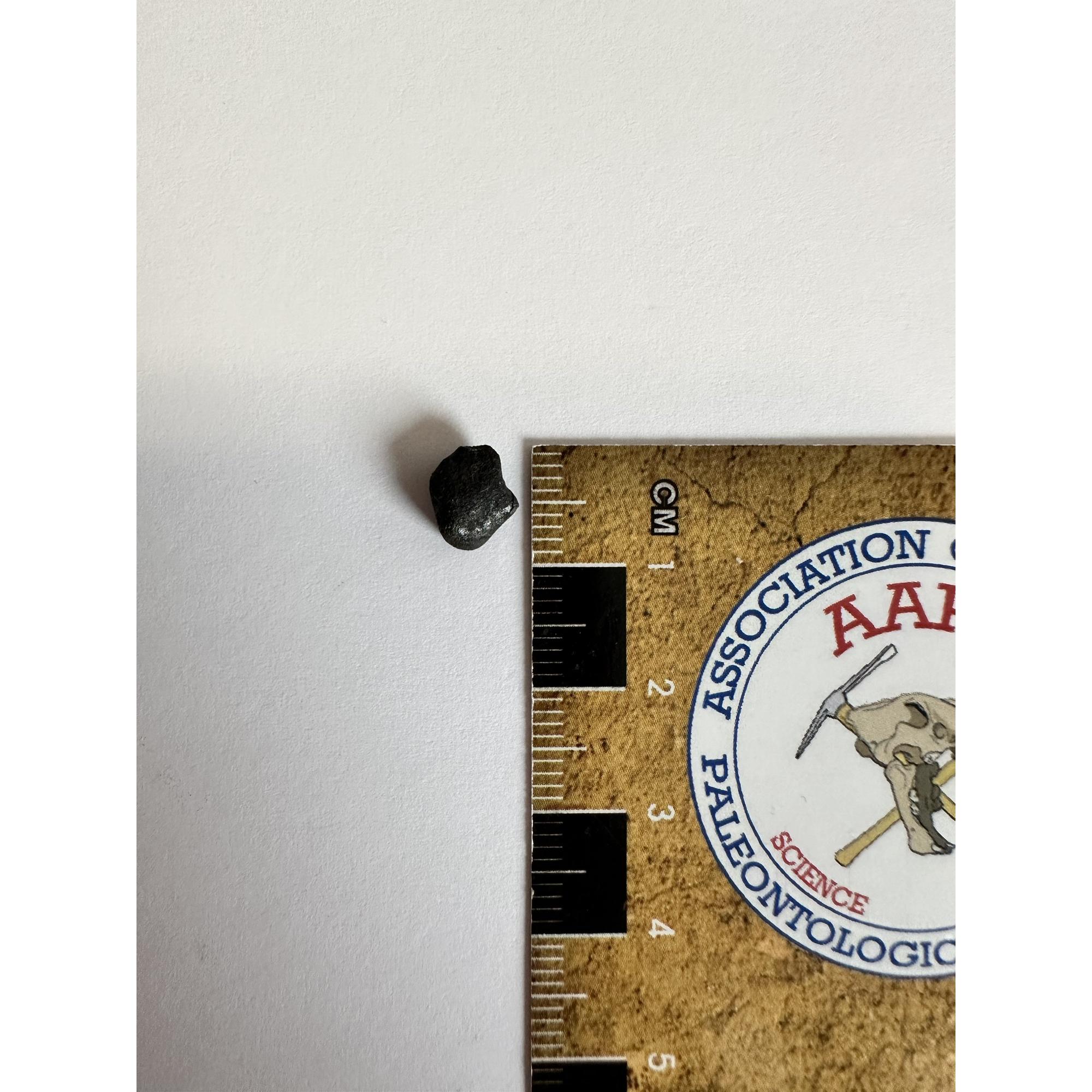 Chelyabinsk Meteorite, 0.32 grams Prehistoric Online