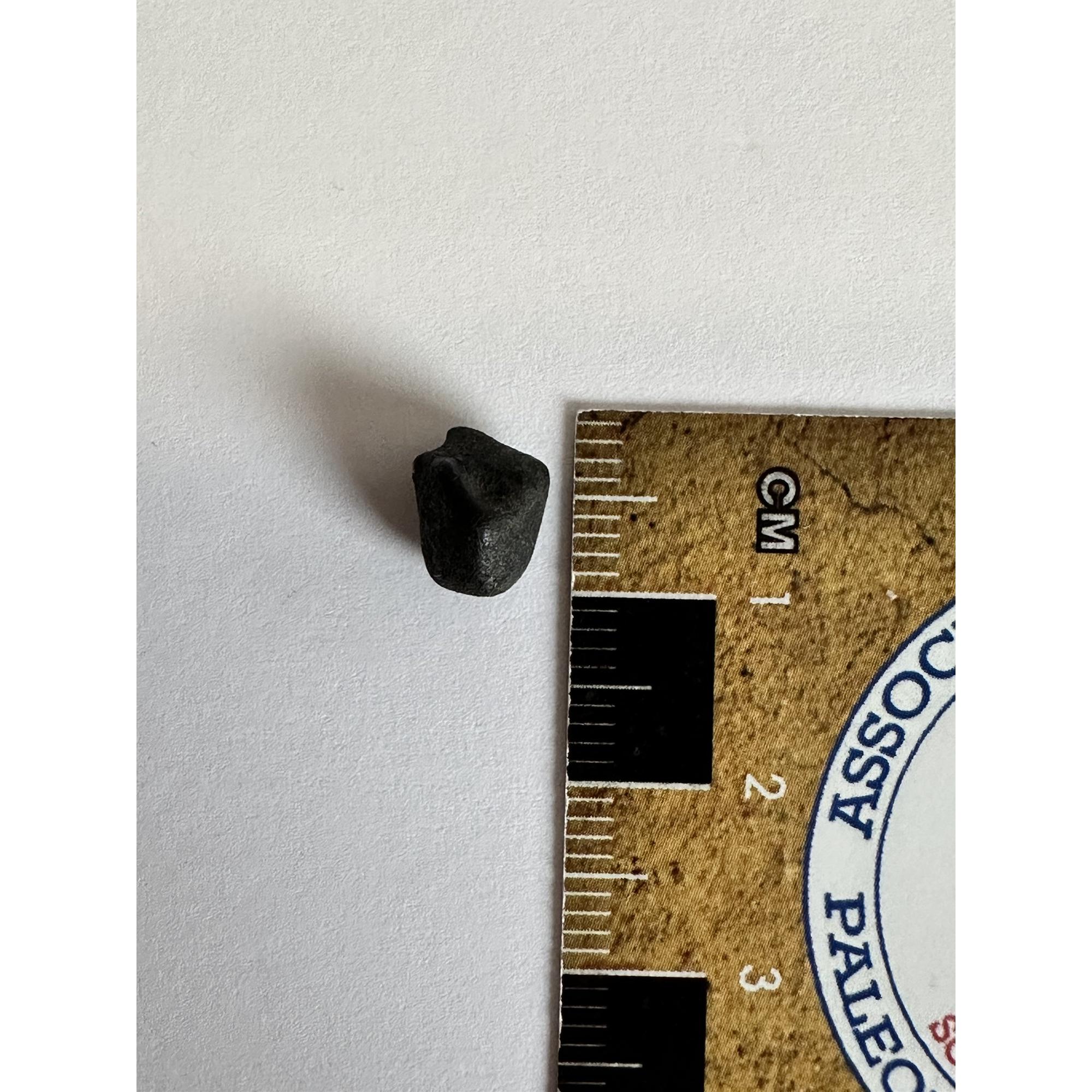 Chelyabinsk Meteorite, 0.63 grams Prehistoric Online