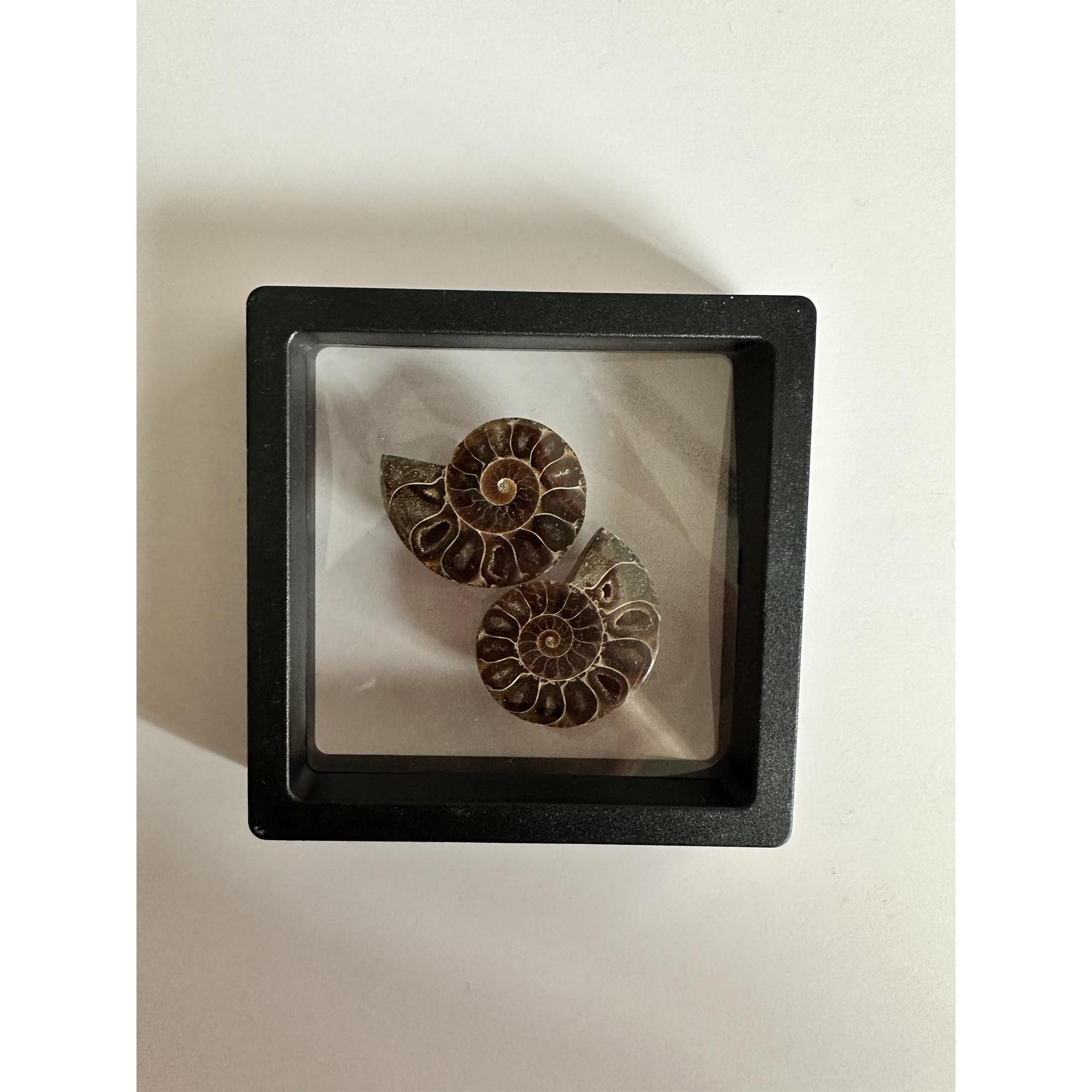 Ammonite pair in 3d floating frame Prehistoric Online