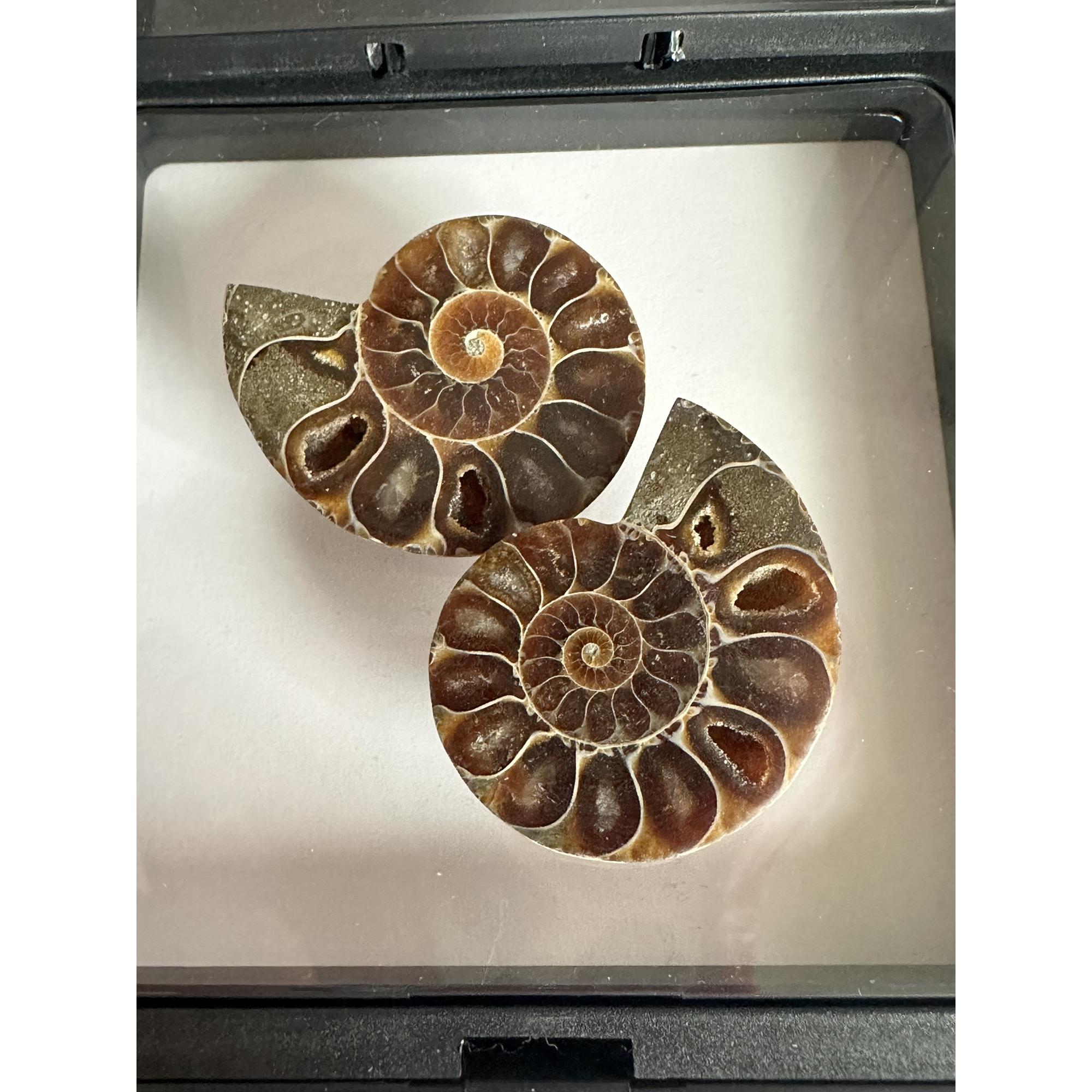 Ammonite pair in 3d floating frame Prehistoric Online