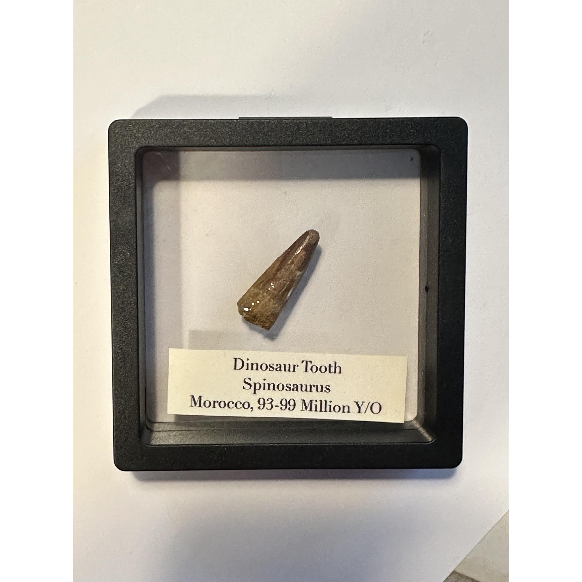 Spinosaurus dinosaur Tooth, 1 1/2″ Prehistoric Online