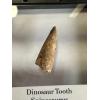 Spinosaurus dinosaur Tooth, 1 1/4″ Prehistoric Online