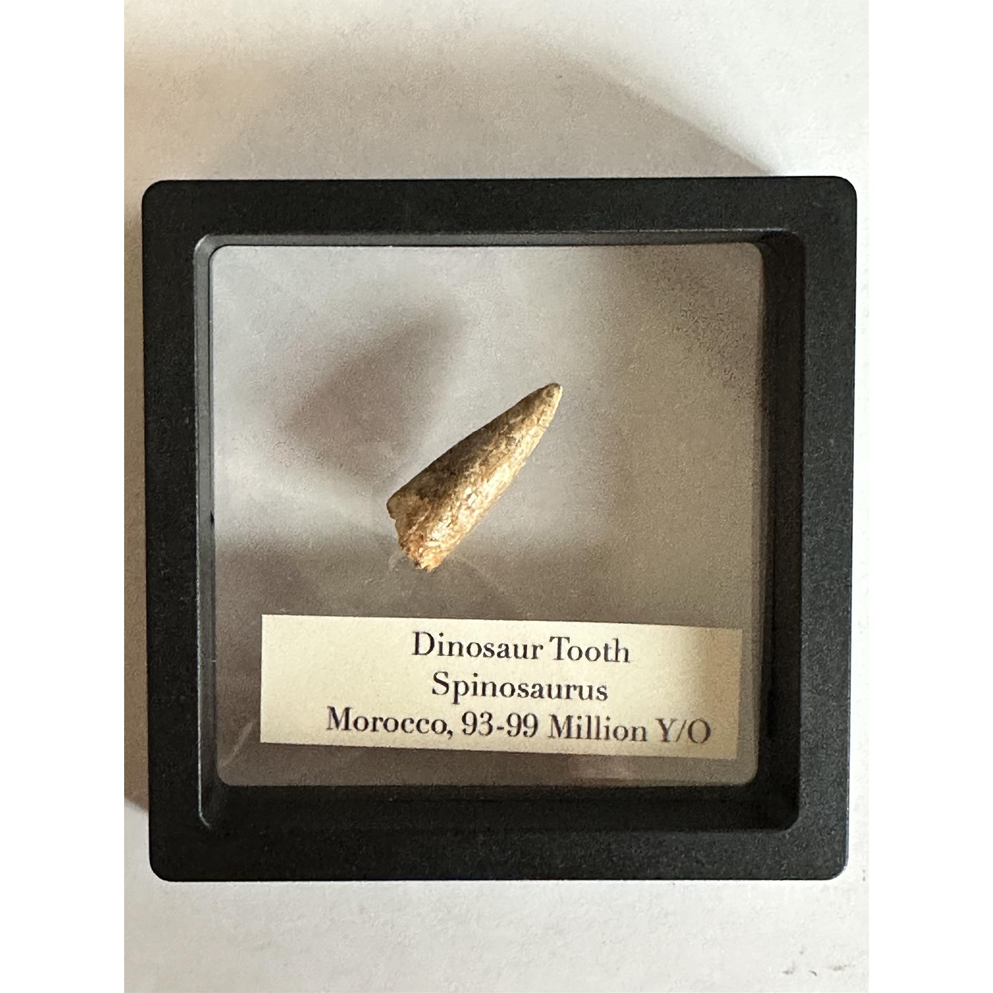 Spinosaurus dinosaur Tooth, 1 1/4″ Prehistoric Online