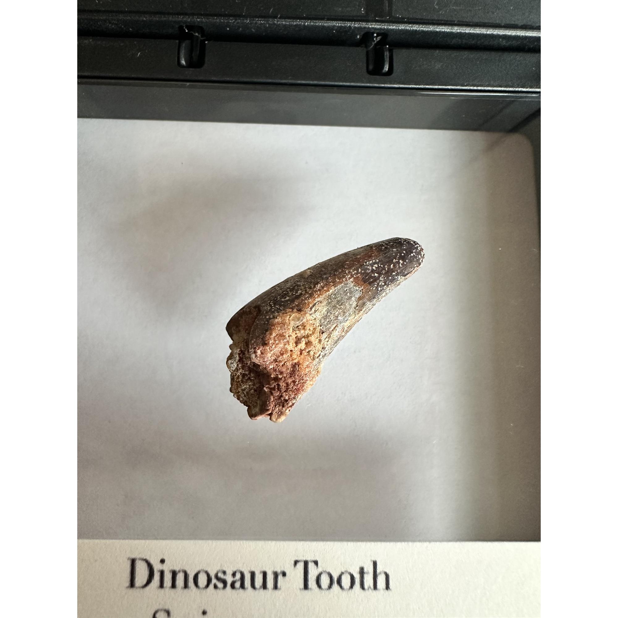 Spinosaurus dinosaur Tooth, 1 1/8″ Prehistoric Online
