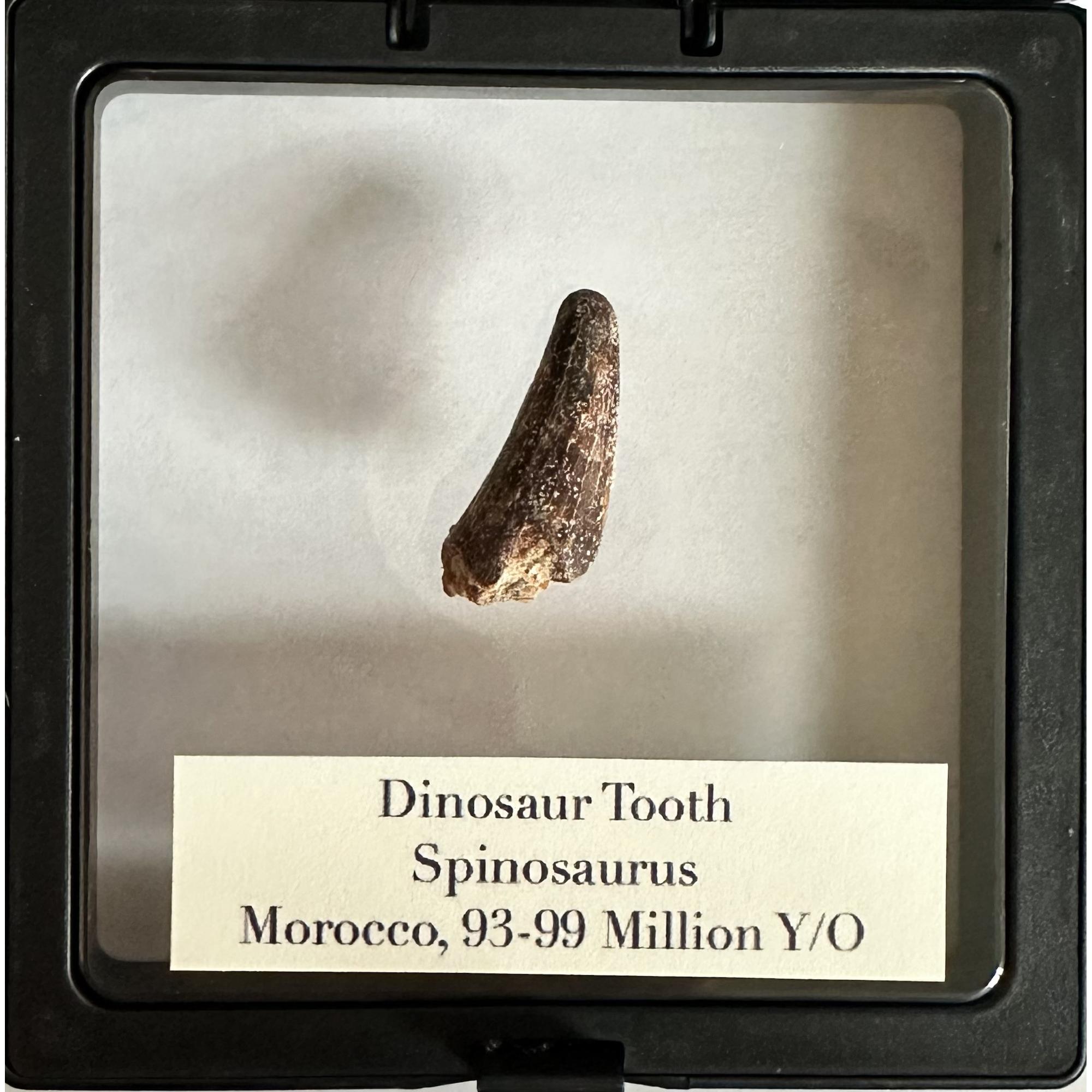 Spinosaurus dinosaur Tooth, 1 1/8″ Prehistoric Online