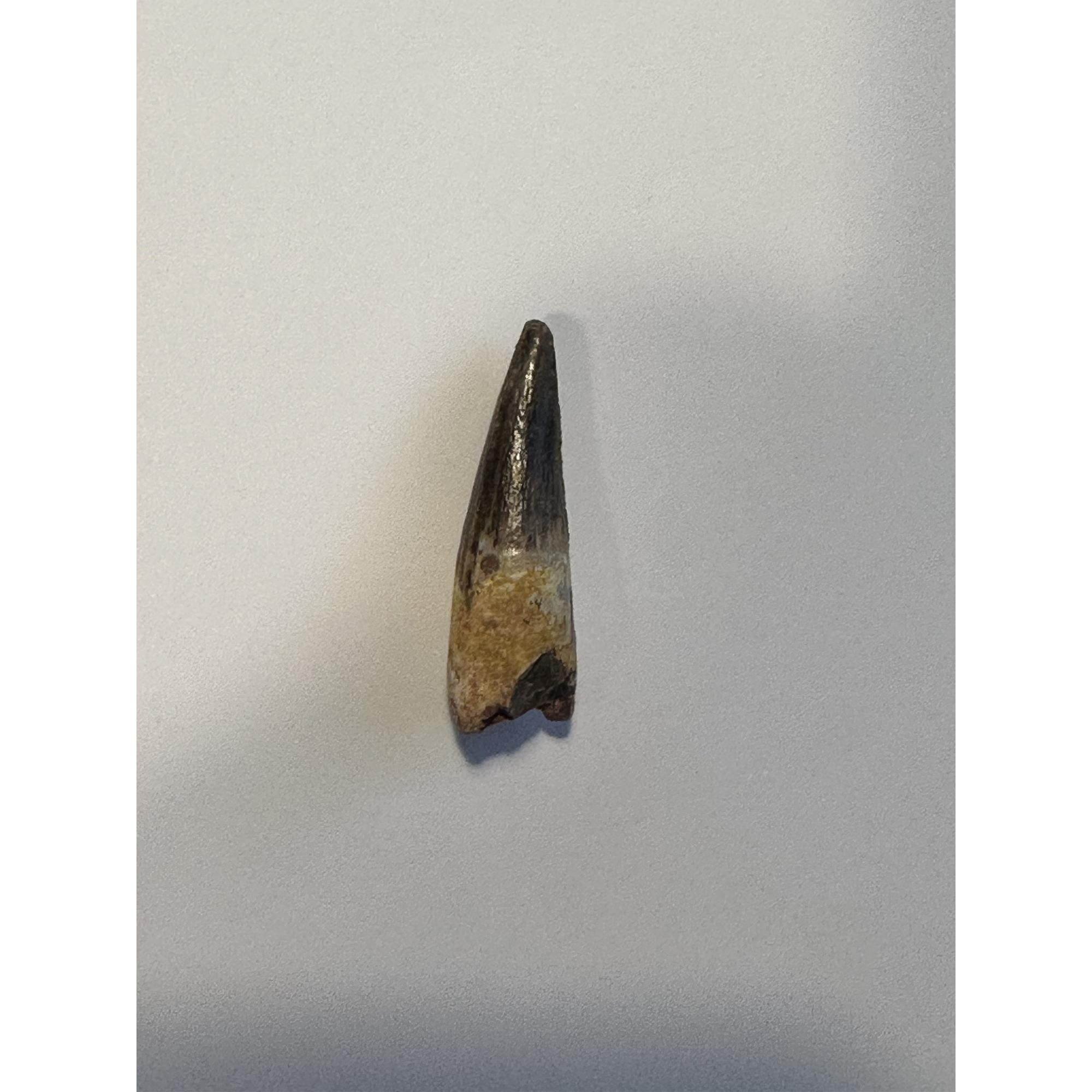 Spinosaurus dinosaur Tooth, 1 1/3″ Prehistoric Online
