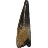 Spinosaurus dinosaur Tooth, 1 1/3″ Prehistoric Online