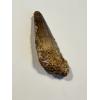 Spinosaurus dinosaur Tooth, 1 3/4″ Prehistoric Online