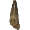 Spinosaurus dinosaur Tooth, 1 3/4″ Prehistoric Online