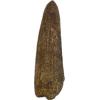 Spinosaurus dinosaur Tooth, 1 5/8″ Prehistoric Online