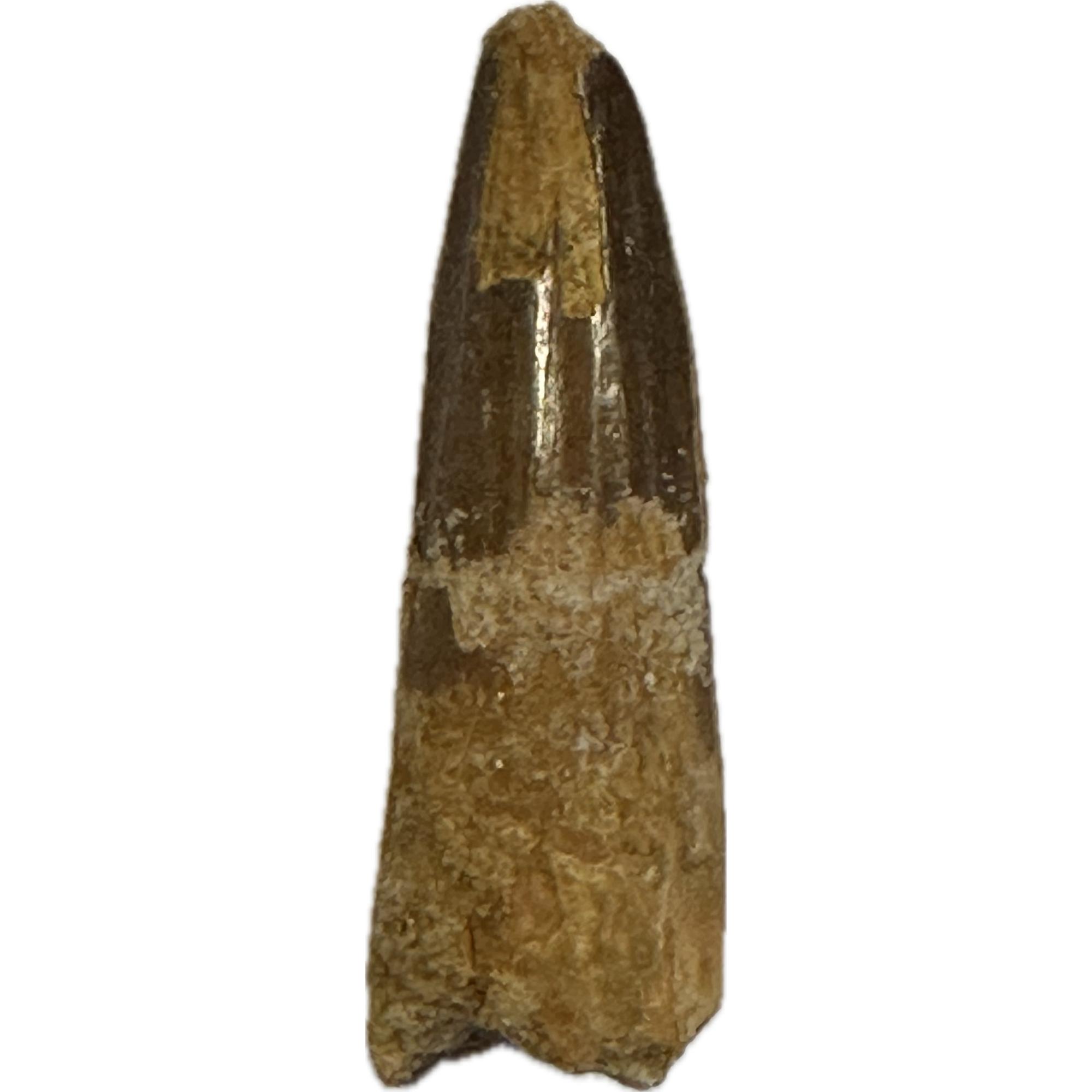 Spinosaurus dinosaur Tooth, 2 3/8″ Prehistoric Online