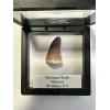Mosasaurus tooth, 1 5/8 inches Prehistoric Online