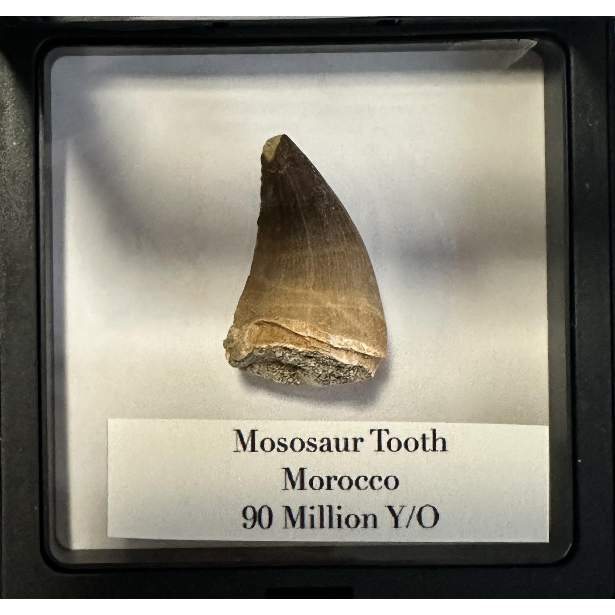 Mosasaurus tooth, 1 1/2 inches Prehistoric Online