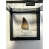 Mosasaurus tooth, 1 1/2 inches Prehistoric Online