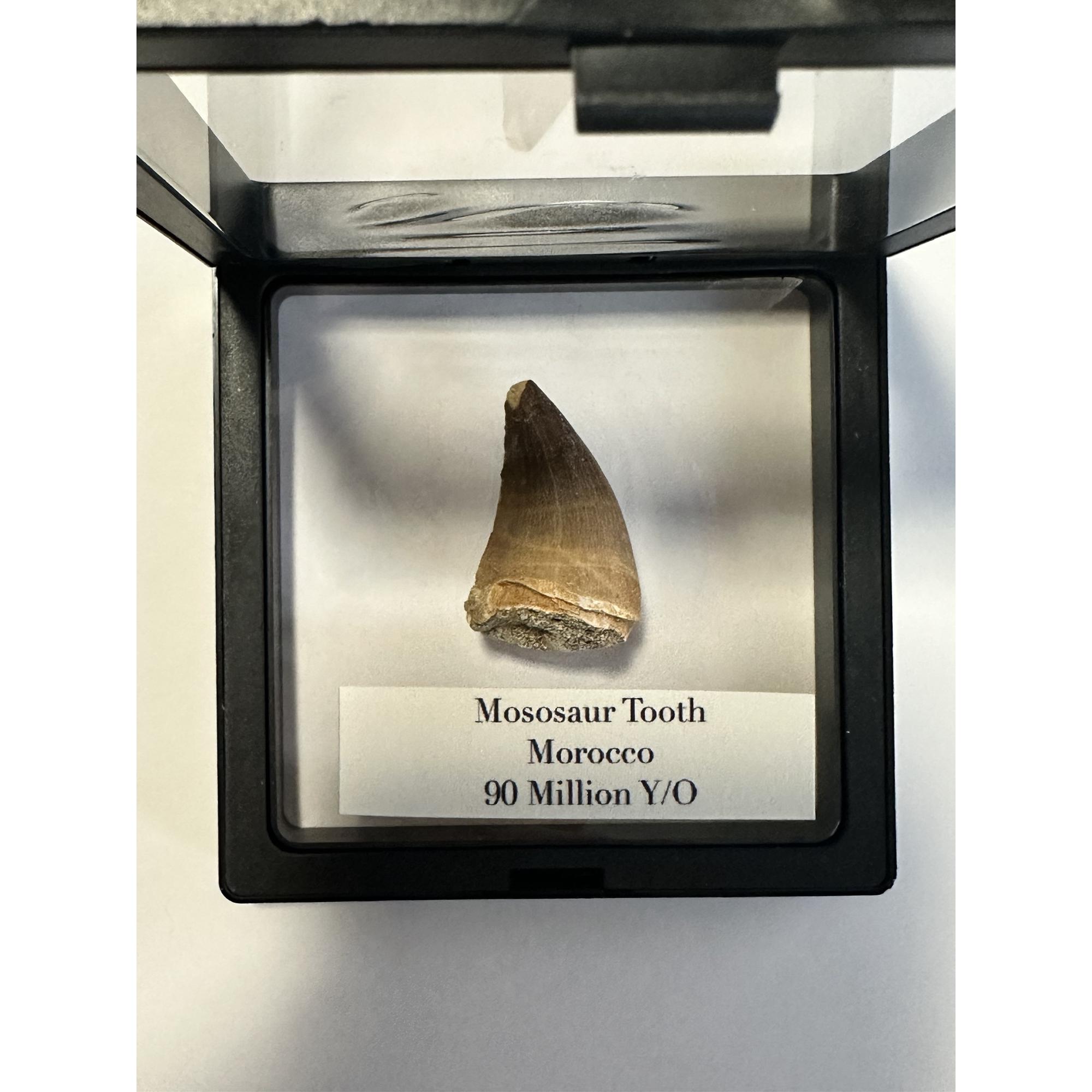 Mosasaurus tooth, 1 1/2 inches Prehistoric Online