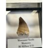 Mosasaurus tooth, 1 1/2 inches Prehistoric Online