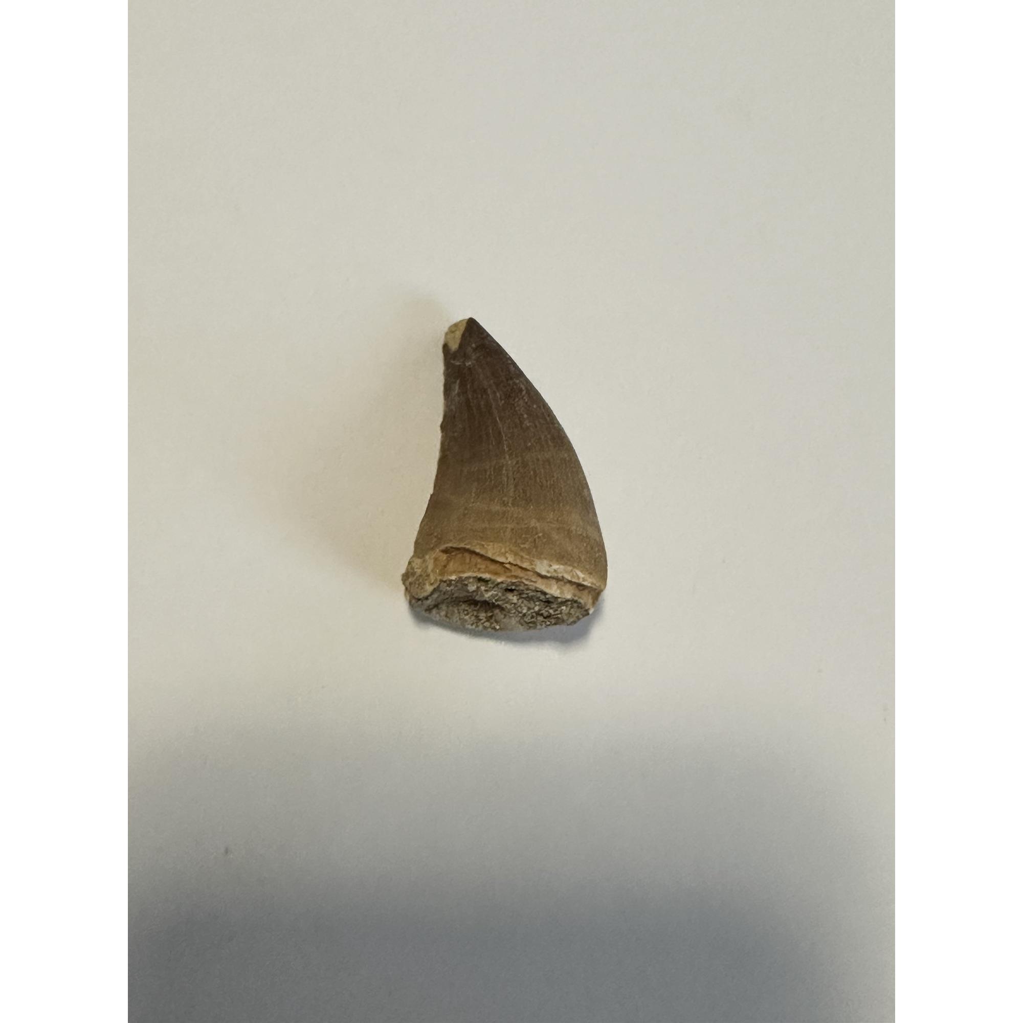 Mosasaurus tooth, 1 1/2 inches Prehistoric Online