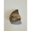 Mosasaurus tooth, 1 1/2 inches Prehistoric Online