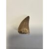 Mosasaurus tooth, 1 1/2 inches Prehistoric Online