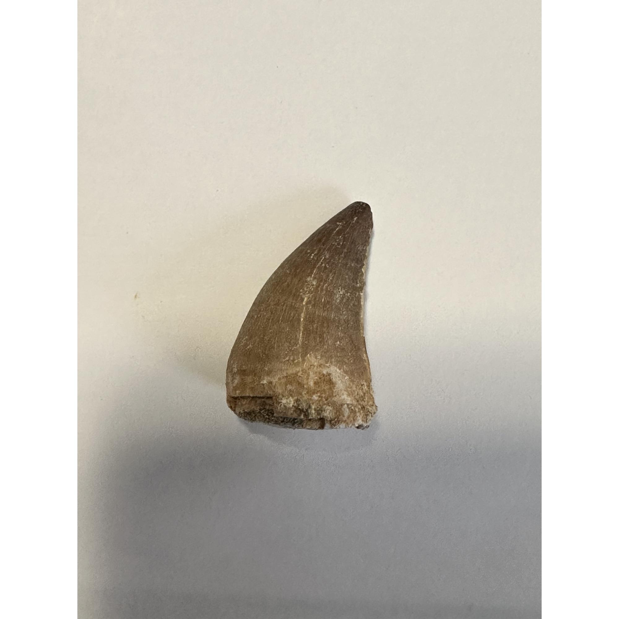 Mosasaurus tooth, 1 1/2 inches Prehistoric Online