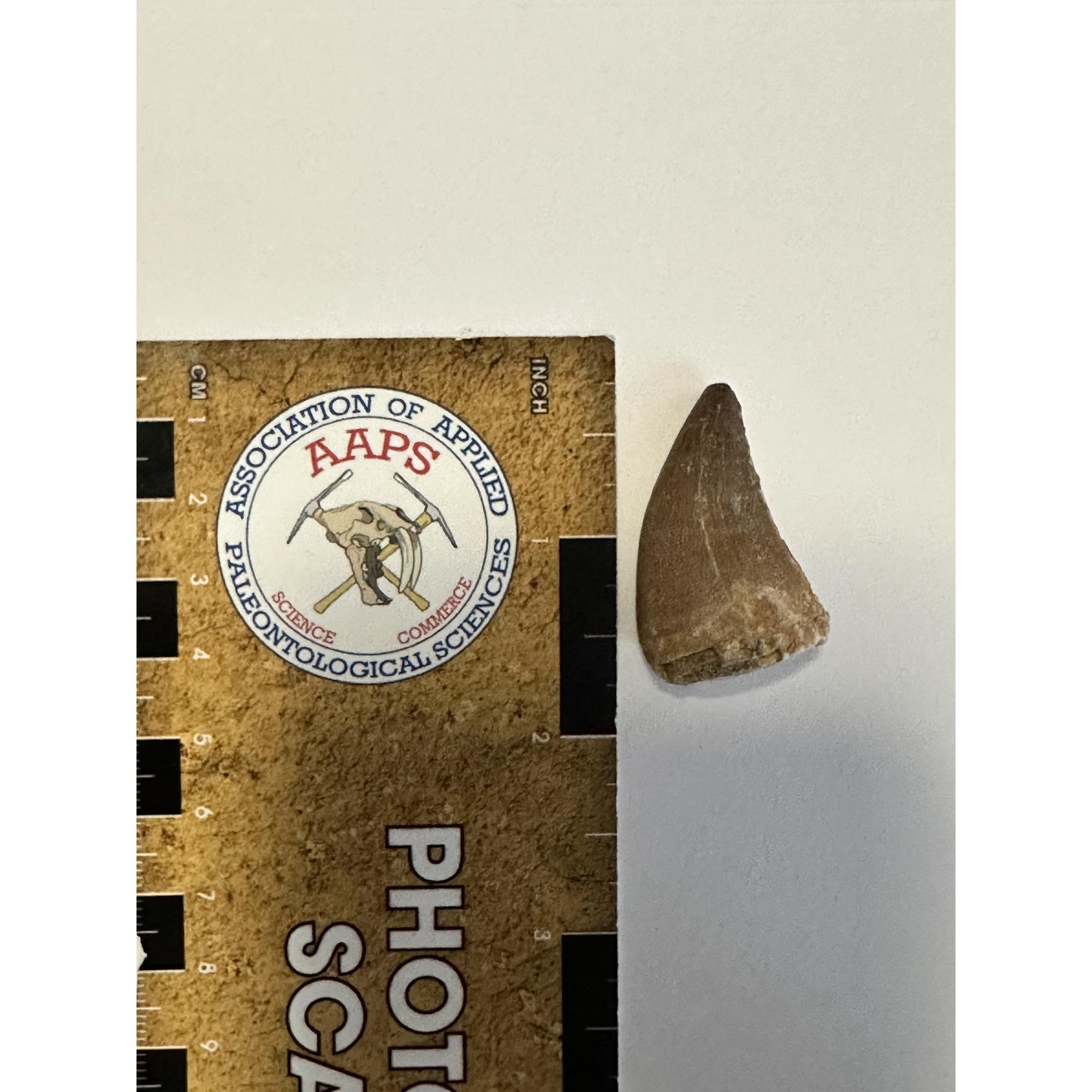 Mosasaurus tooth, 1 1/2 inches Prehistoric Online