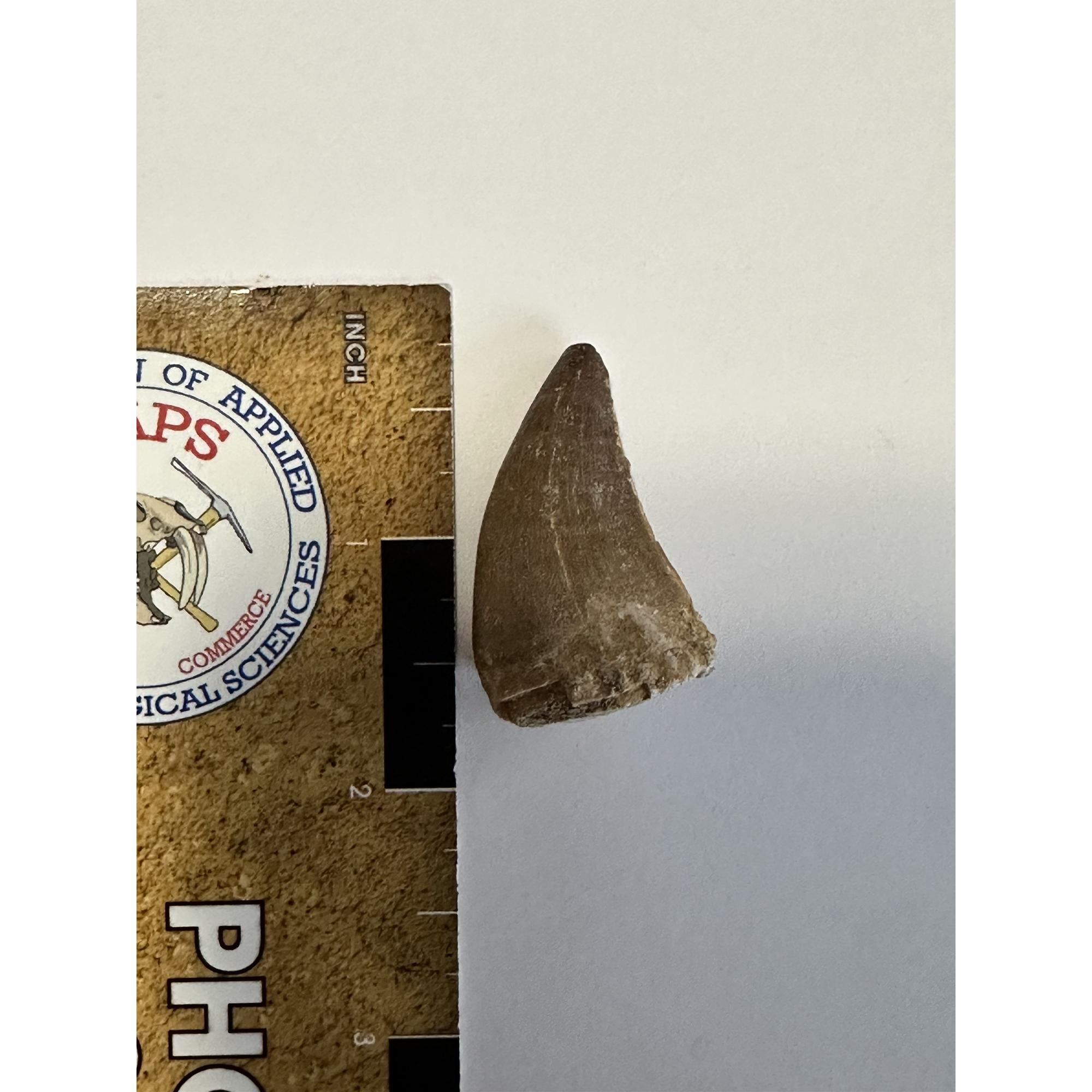 Mosasaurus tooth, 1 1/2 inches Prehistoric Online