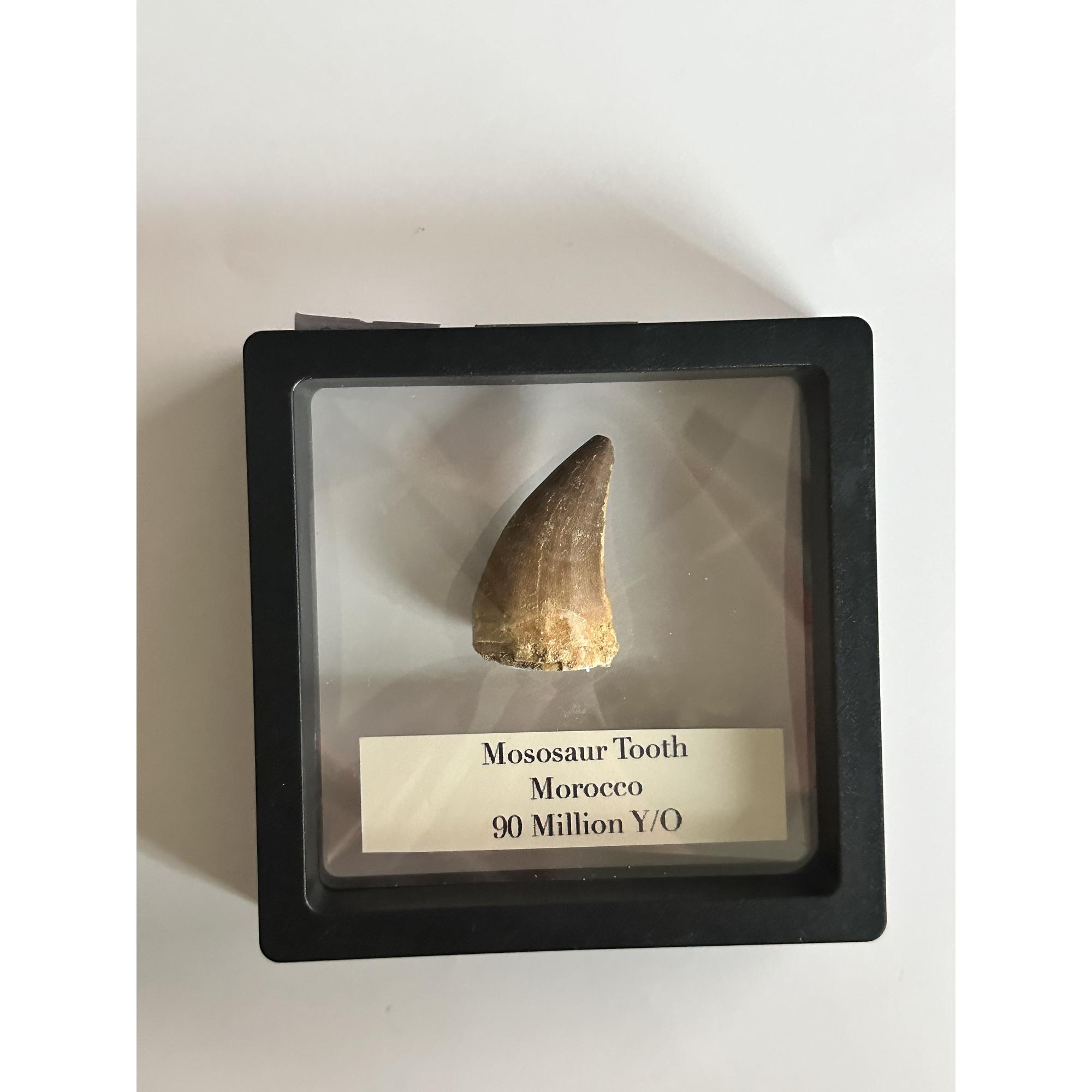 Mosasaurus tooth, 1 1/2 inches Prehistoric Online