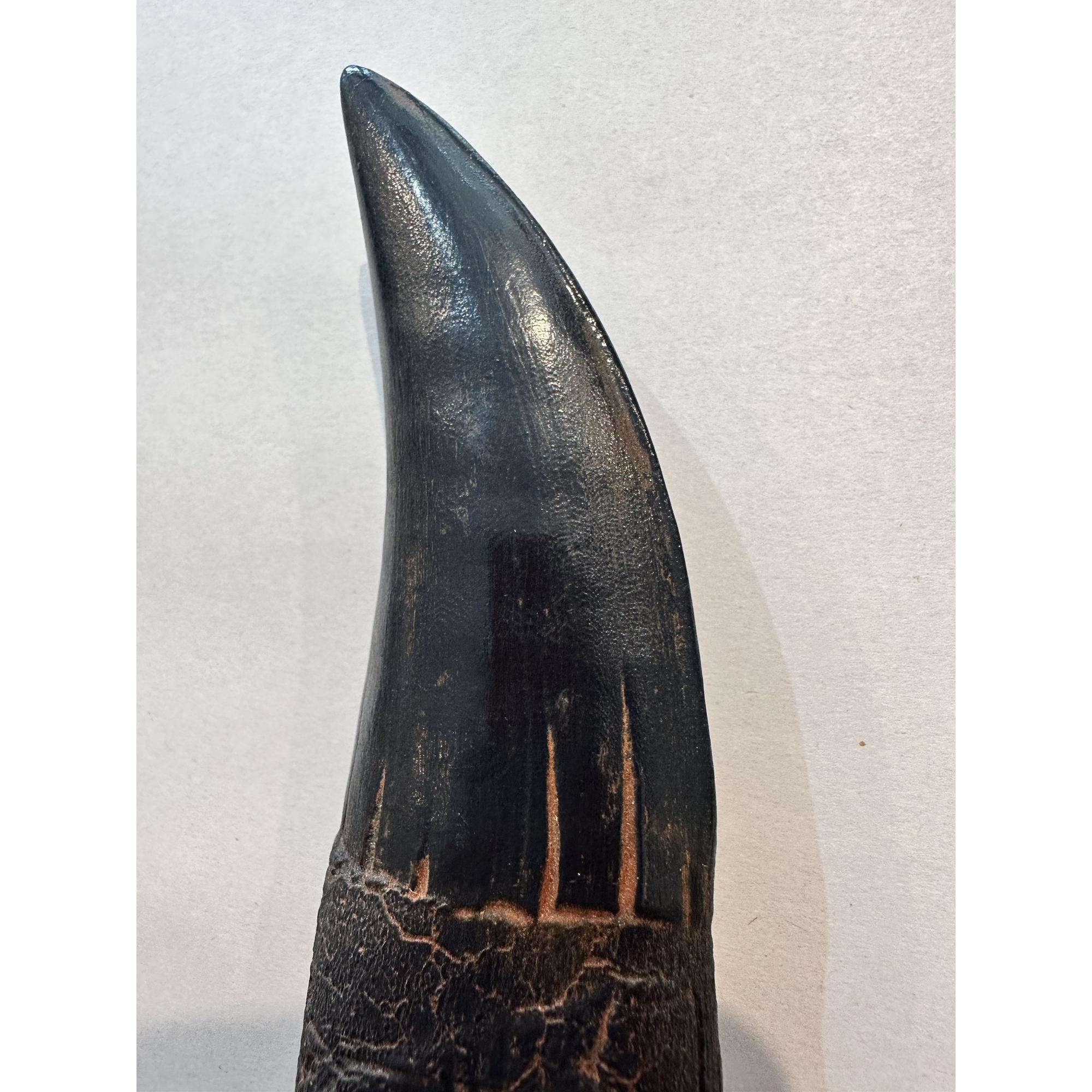 Trex replica tooth with root Prehistoric Online