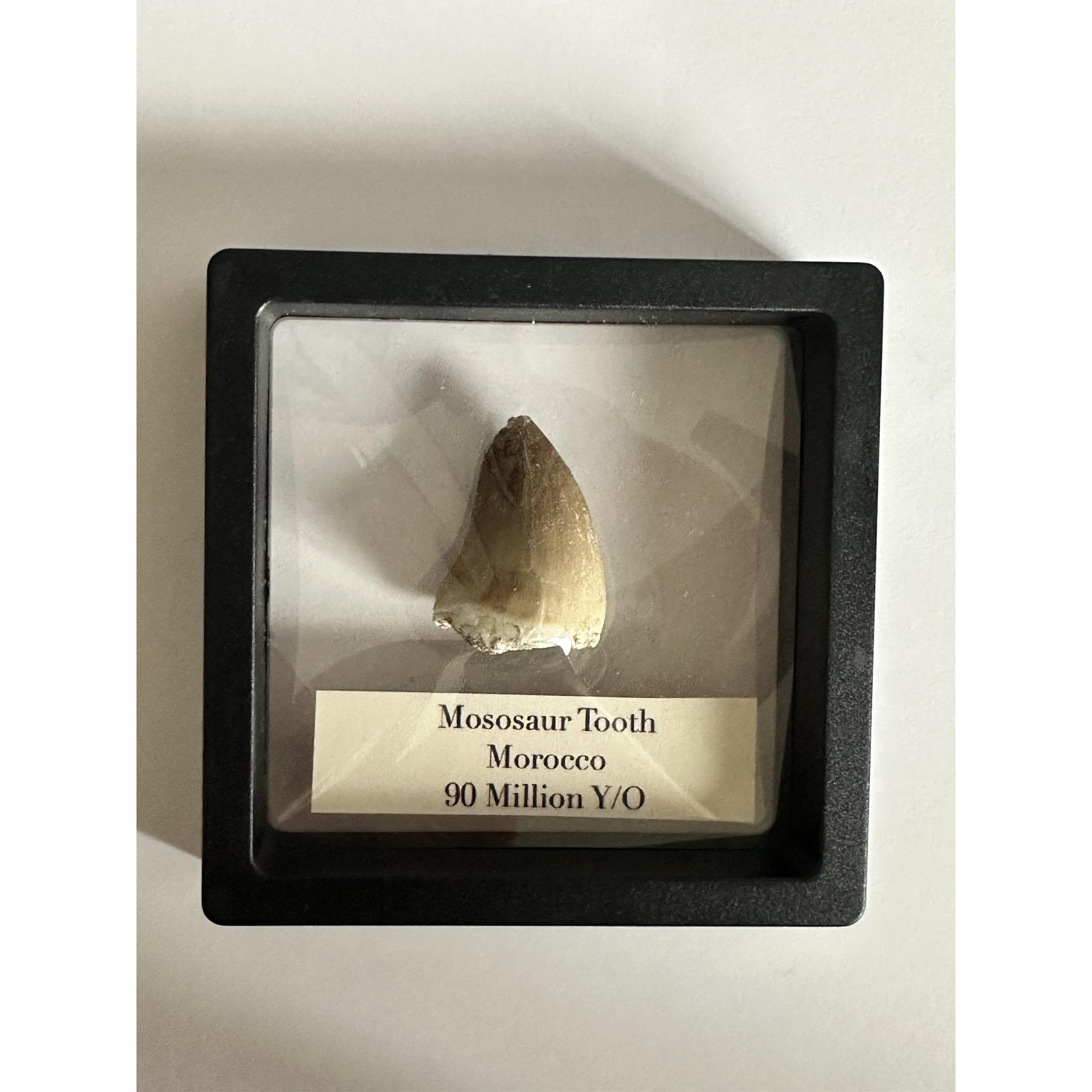 Mosasaurus tooth, 1 1/3 inches Prehistoric Online