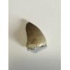 Mosasaurus tooth, 1 1/3 inches Prehistoric Online