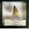 Mosasaurus tooth, 1 3/8 inches Prehistoric Online