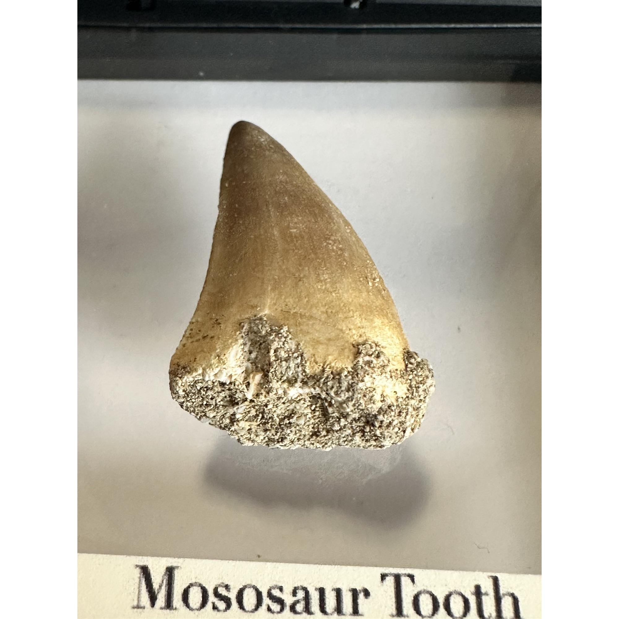 Mosasaurus tooth, 1 3/8 inches Prehistoric Online