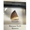 Mosasaurus tooth, 1 1/4 inches Prehistoric Online